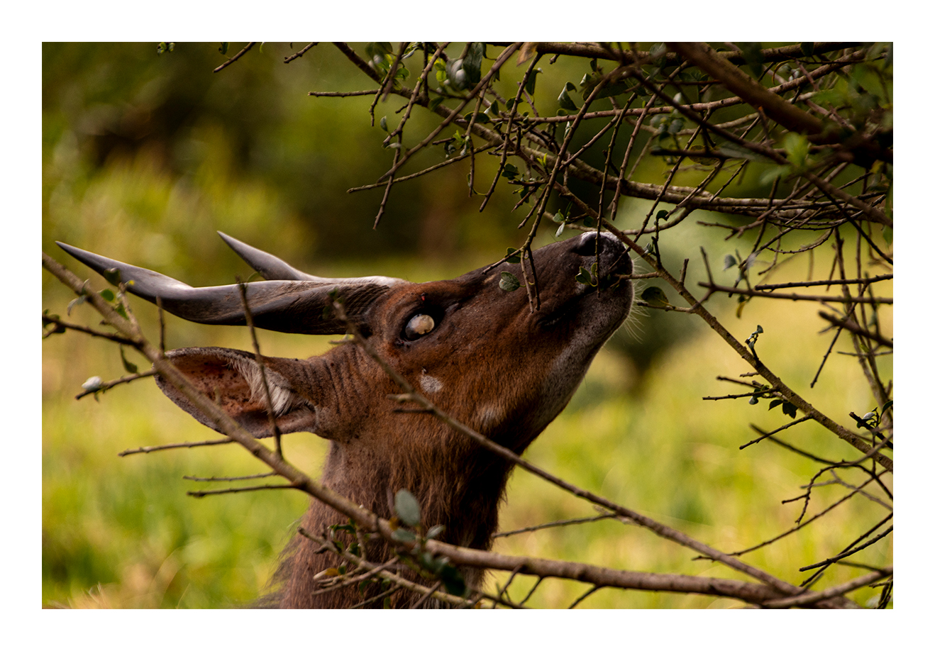 Rene_Heunis_0916BUCK.jpg