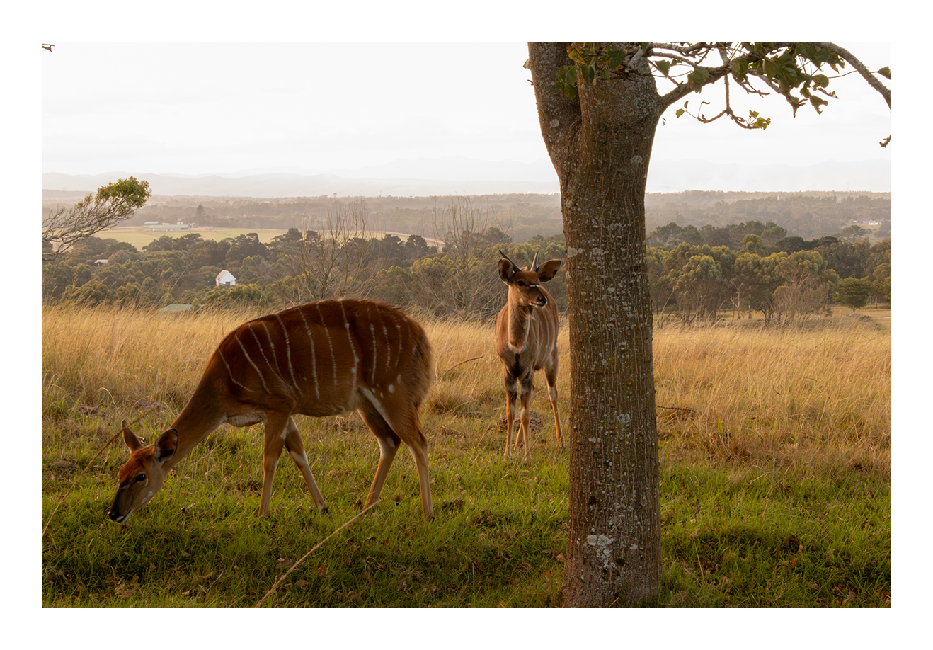 Rene_Heunis_5649-DEER.jpg